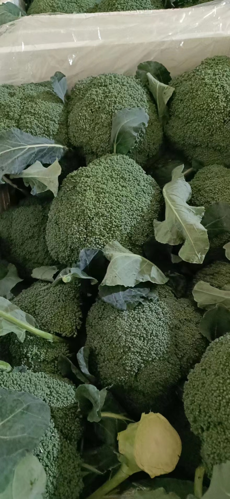 【西兰花】山东耐寒优秀西兰花大量供应无中间商欢迎咨询