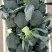 【西兰花】山东耐寒优秀西兰花大量供应无中间商欢迎咨询