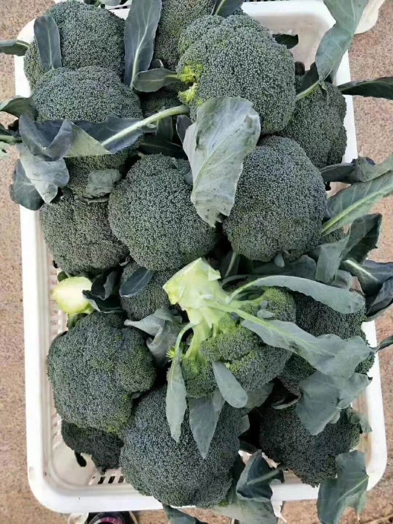 【西兰花】山东耐寒优秀西兰花大量供应无中间商欢迎咨询