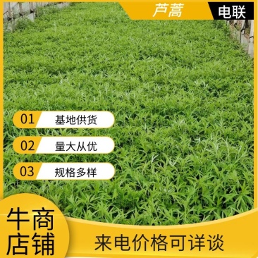 精品推荐【芦蒿】现摘现发货源充足产地直销欢迎来电