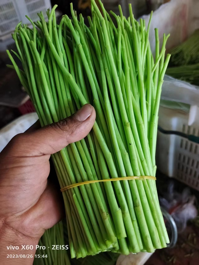 精品推荐【芦蒿】现摘现发货源充足产地直销欢迎来电