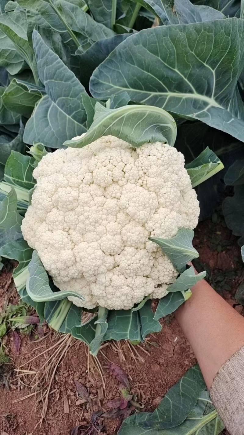 河南散花有机花菜白面青梗松花菜博爱松花菜菜花