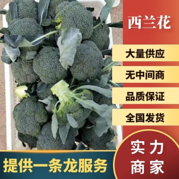 【西兰花】山东耐寒优秀西兰花大量供应无中间商欢迎咨询