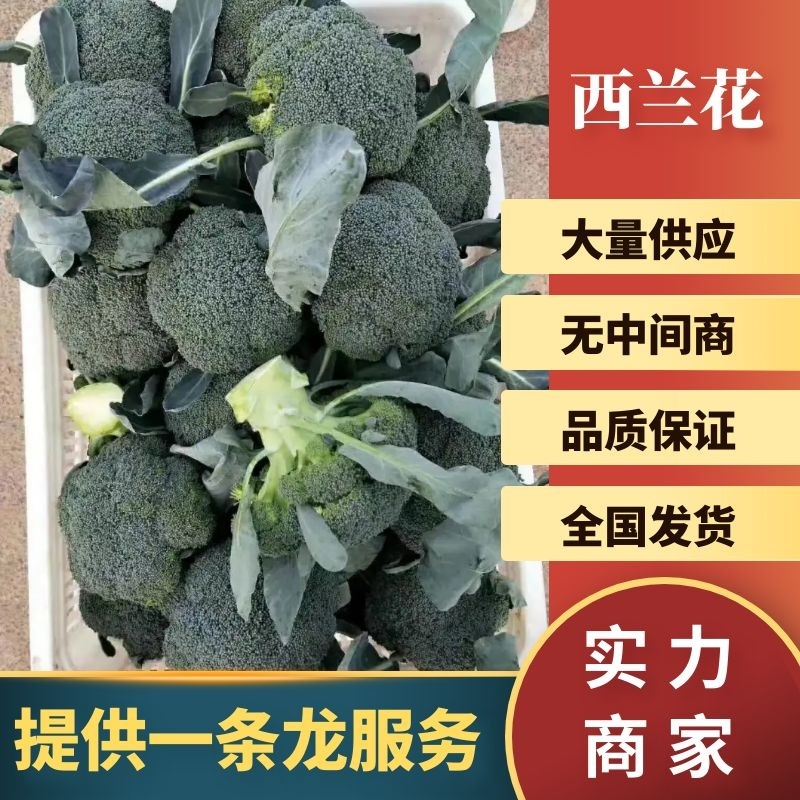 【西兰花】山东耐寒优秀西兰花大量供应无中间商欢迎咨询