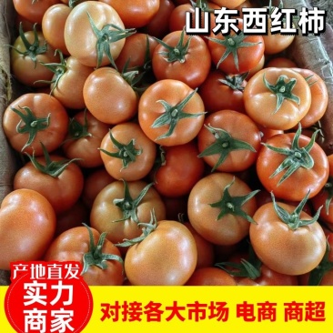 【西红柿】山东大红西红柿大量供应产地直发品质保证