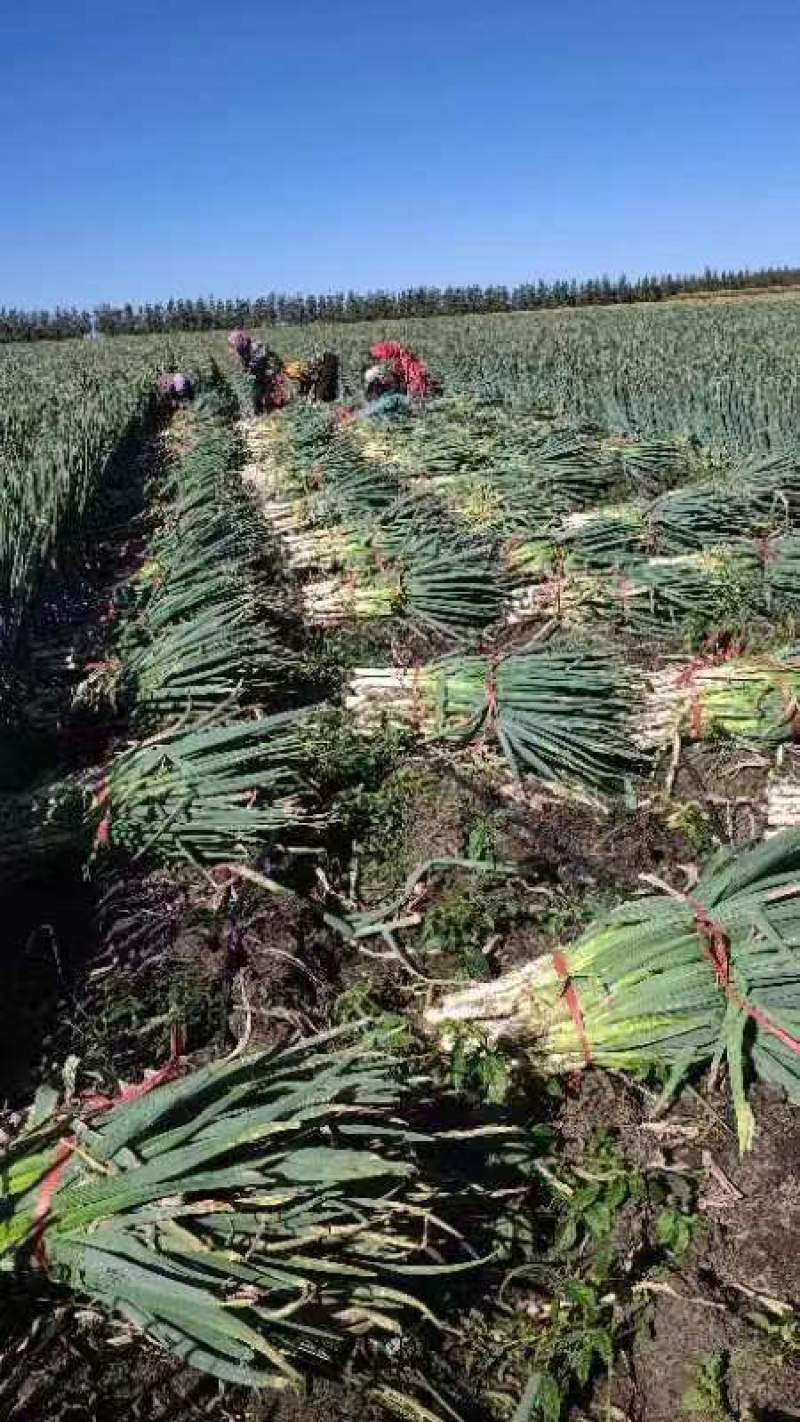 黑龙江精品铁杆大葱大量上市诚信经营欢迎来电采购