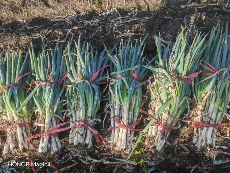 优质大葱铁杆大葱大量上市价格透明发货全国