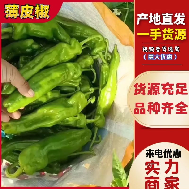 鲜辣椒商丘夏邑薄皮椒产地直供对接全国市场等量大优惠