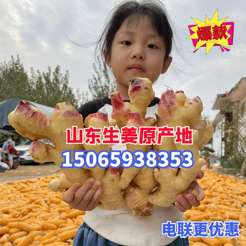 【热卖生姜】小黄姜山东产地直发全国市场货源充足电联订购