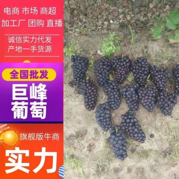 辽宁锦州北镇巨峰葡萄串型好颗粒大货源充足量大从优