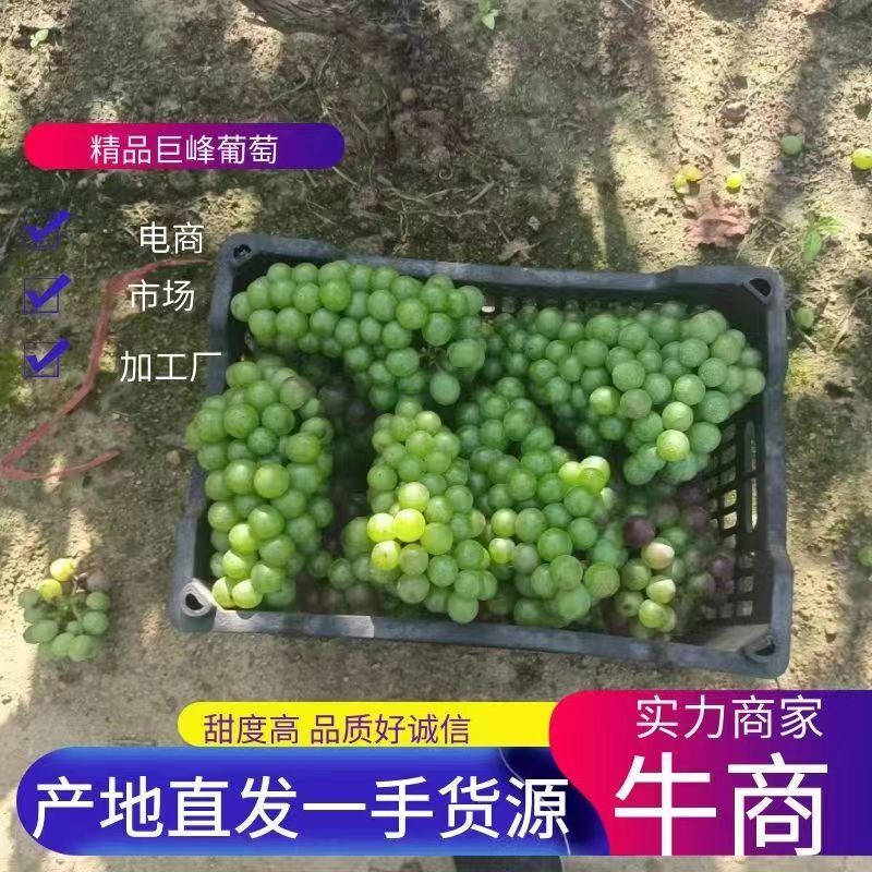 巨峰无籽青葡萄，巨峰葡萄，产地直供葡萄汁原料，扒皮青葡萄