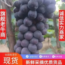 辽宁巨峰葡萄北镇巨峰葡萄，大颗粒巨峰葡萄