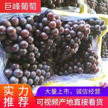 巨峰葡萄北镇鸿源葡萄合作社代收，精品巨峰，保鲜葡萄