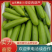 【精品】山东费县精品西葫芦大量上市，基地直供，供应全国