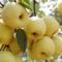 精品酥梨，产地直发，大量供应，欢迎实地考察