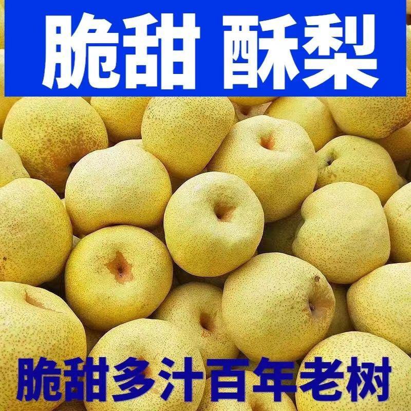 精品酥梨砀山梨皮薄多汁实力供货对接批发市场