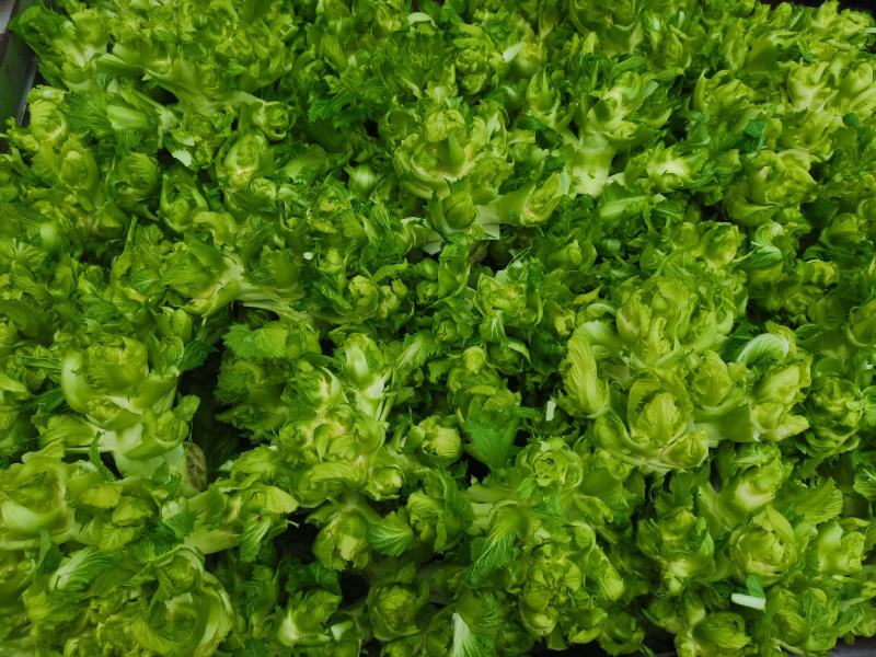 安徽宿州精品儿菜，多子菜，娃娃菜，专业代发直供产地