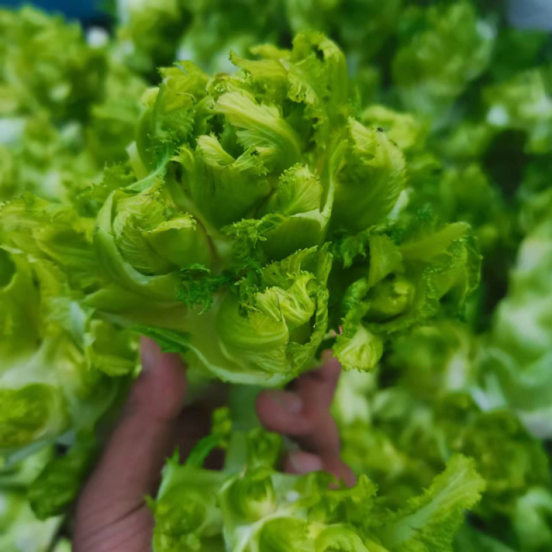 安徽宿州精品儿菜，多子菜，娃娃菜，专业代发直供产地