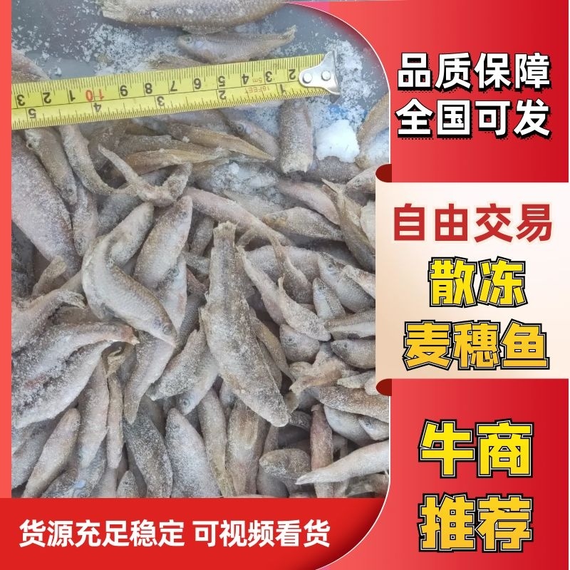 散冻麦穗鱼产地批发56789公分单冻麦穗鱼厂家直发详谈