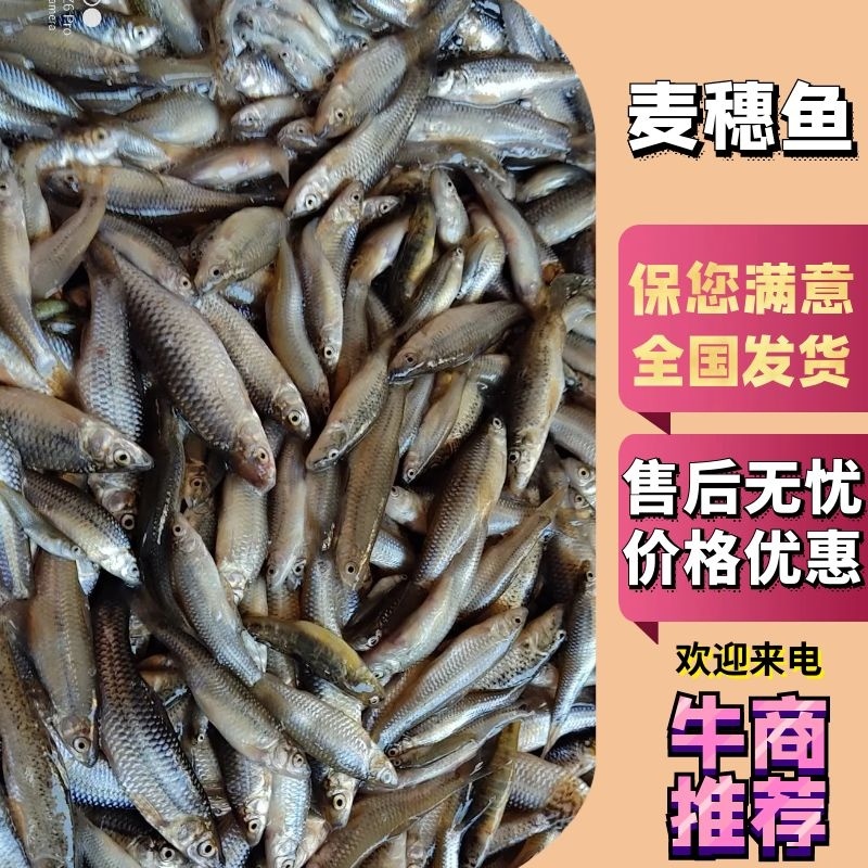 冷冻麦穗鱼产地批发冻板麦穗鱼5斤一袋湖北发往全国