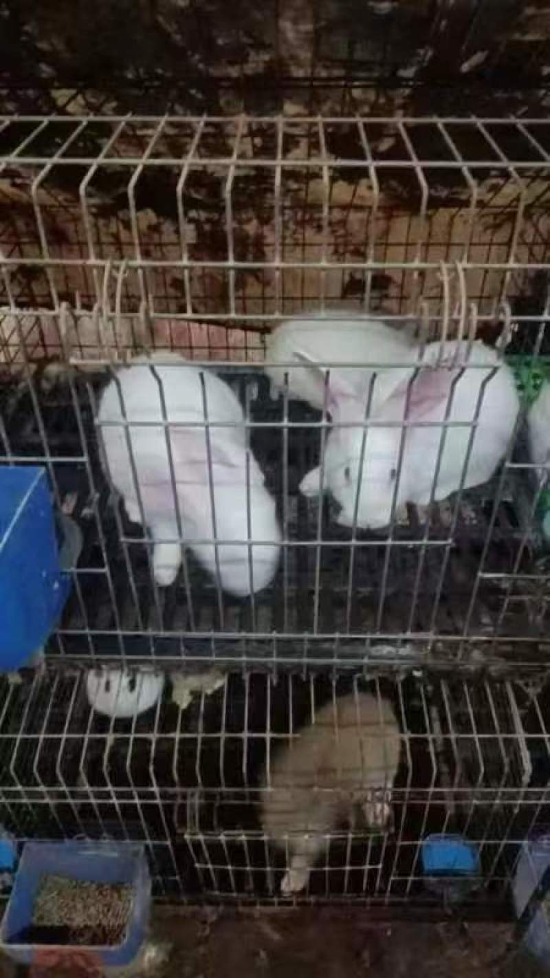 【精品】基地养殖活兔大量批发全国发货有需可致电详谈