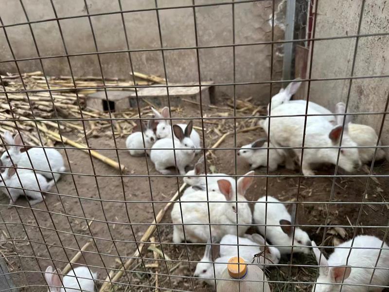 【精品】基地养殖活兔大量批发全国发货有需可致电详谈
