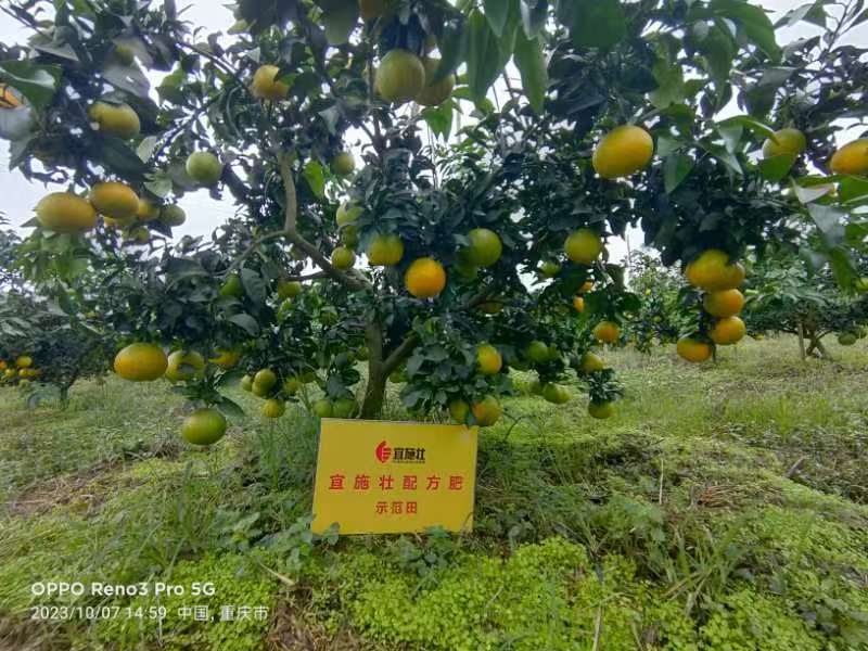 精品纽荷尔脐橙果大皮薄，果面干净，保质保量欢迎致电咨询