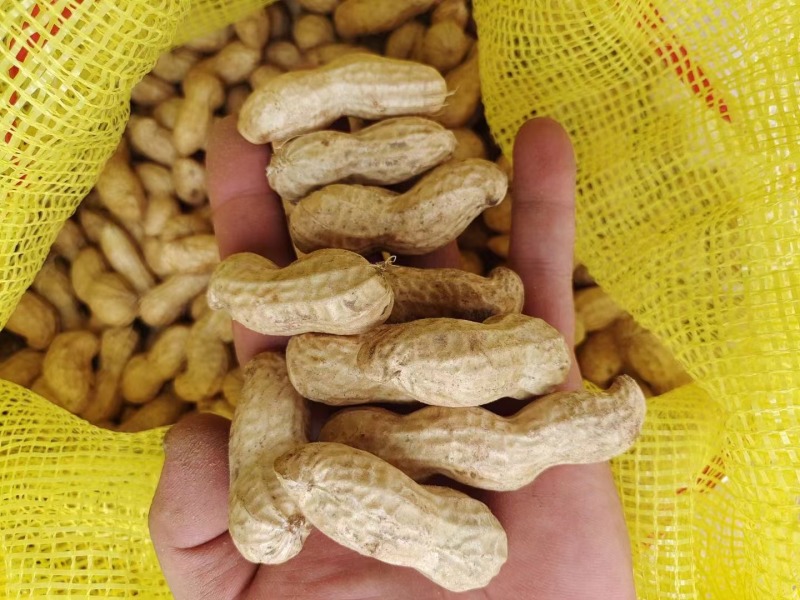【优选】万亩大白沙花生大白鲨花生小白鲨可对接电商商超诚信经营