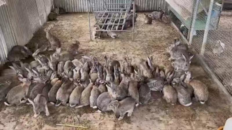 【活兔】精选活兔肉兔基地养殖质优价廉有需致电详谈