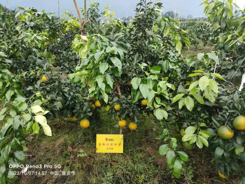爱媛38号果冻橙电商批商商货源欢迎视频看货