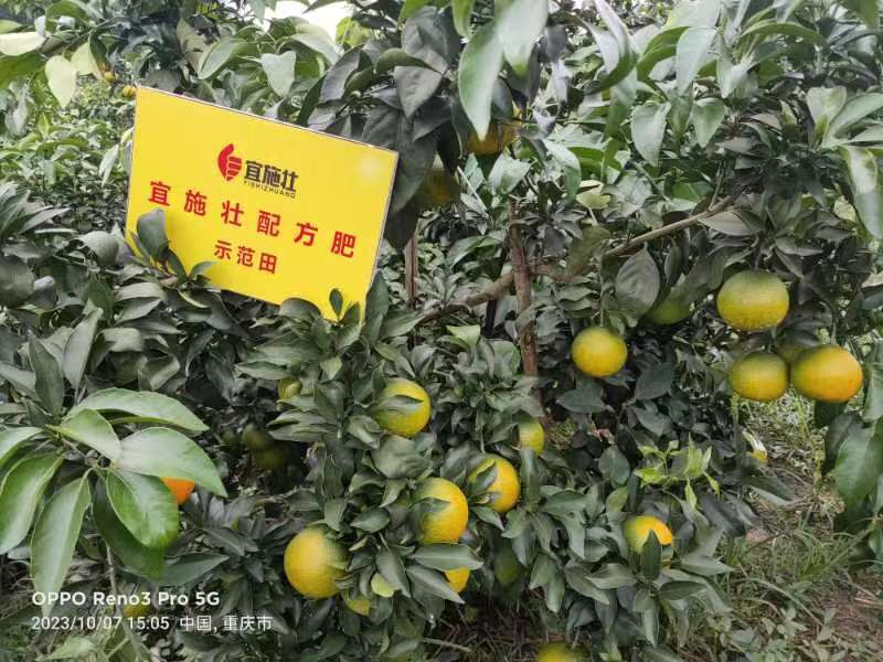 爱媛38号果冻橙电商批商商货源欢迎视频看货