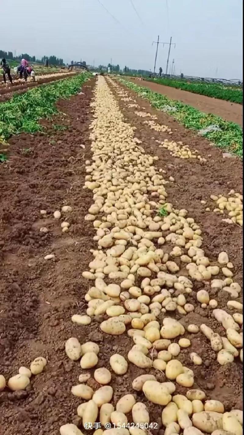 【土豆】洋芋露天土豆产地直发货源稳定有需致电详谈