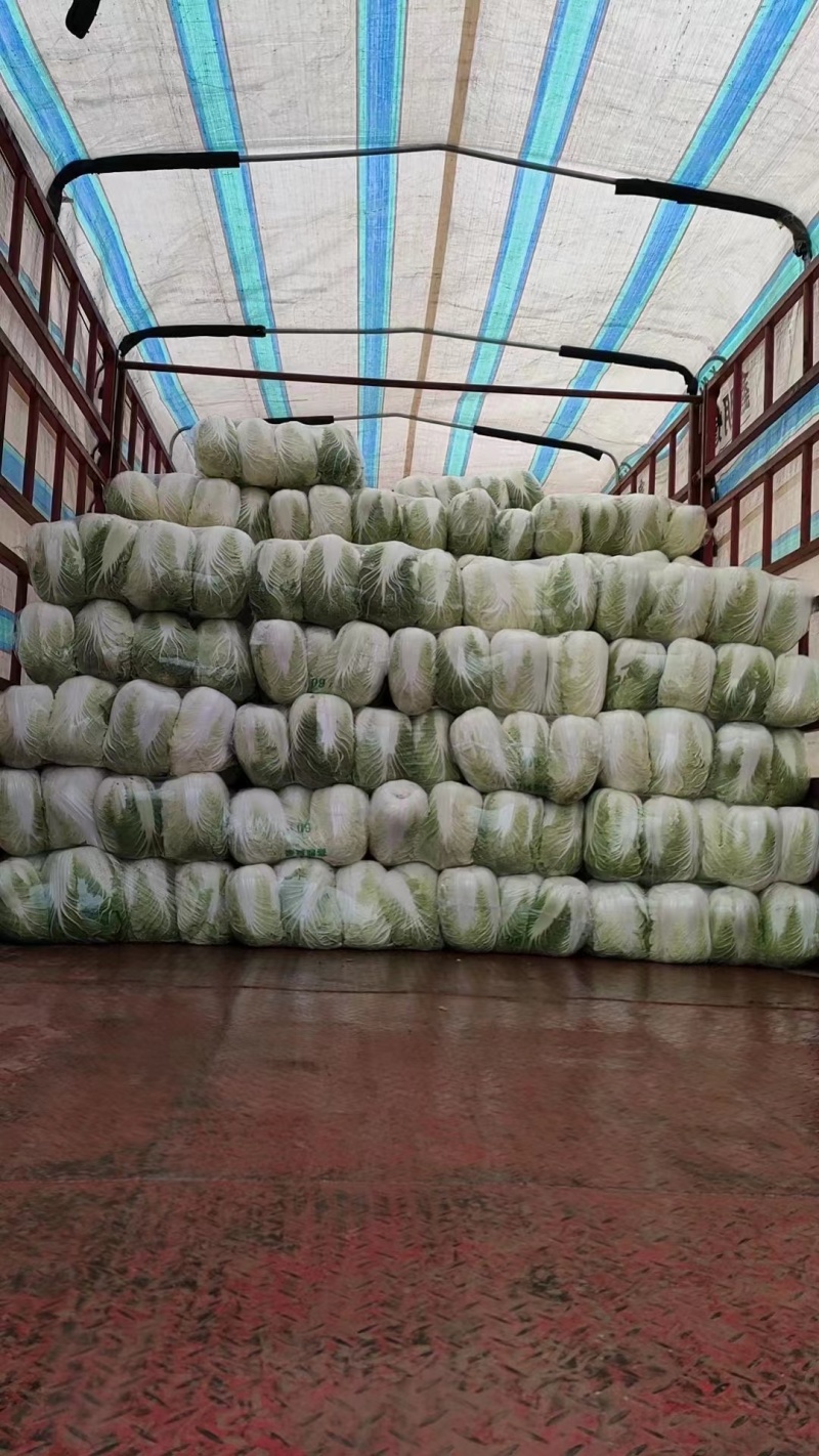 湖北黄心白菜货源充足产地直供可视频看货可对接连锁商超