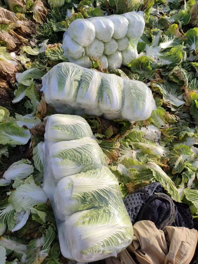 湖北黄心白菜货源充足产地直供可视频看货可对接连锁商超