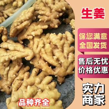 河南鲜姜老姜批发产地直发（超市，市场，电商，零售）质量保证