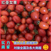 圣女果广西小番茄上市新货价格优对接商超欢迎咨询