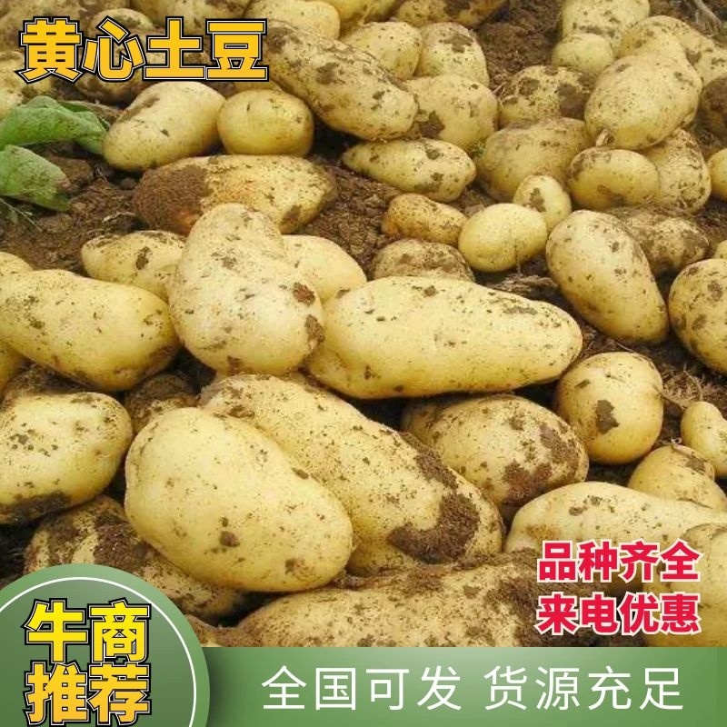【热卖土豆】黄心实验一号土豆内蒙古产地直发全国市场视频拿货
