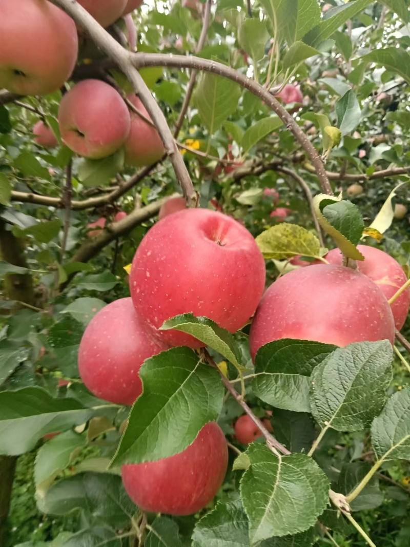 苹果糖心红富士大量上市产地一手货源对接大型批发商