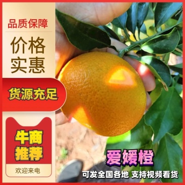 爱媛橙大量供应四川，爱媛果冻橙，，支持一件代发