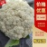精品松花菜开封通许有机花菜大量供应对接商超批发