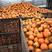【吊红柿子】三门峡灵宝柿子大量供应产地直发欢迎老板购买