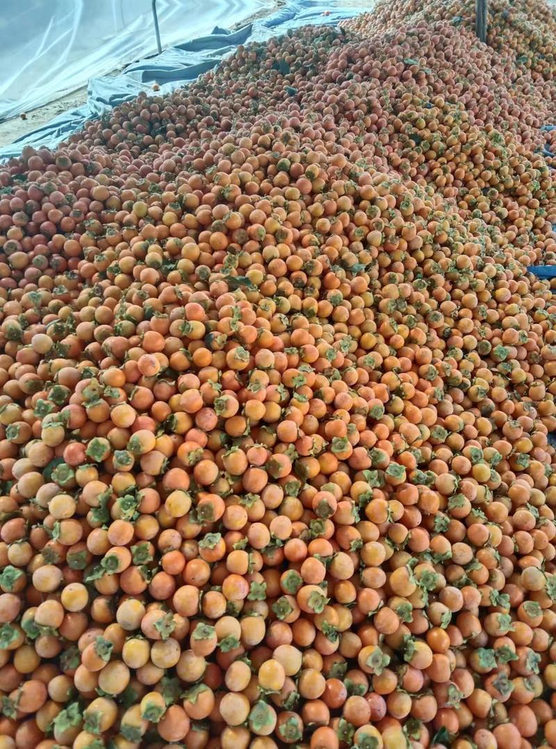 【吊红柿子】三门峡灵宝柿子大量供应产地直发欢迎老板购买