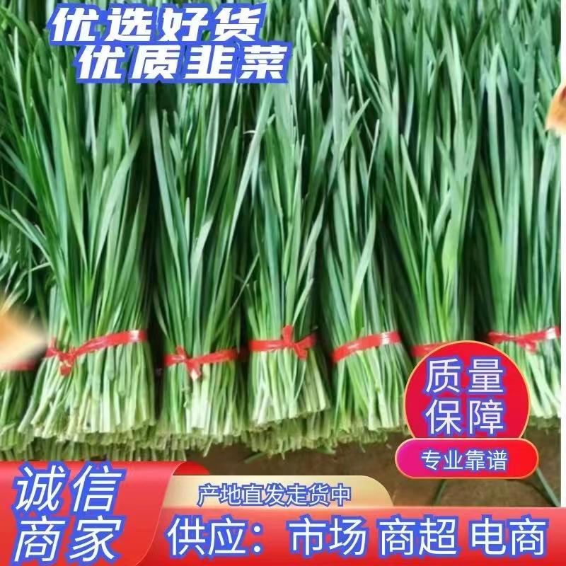 广东省湛江市徐闻县大叶韭菜，根粗叶厚，色泽浓绿