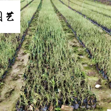 晨光芒自产自销成都晨光芒苗圃基地精品观赏草大量现货