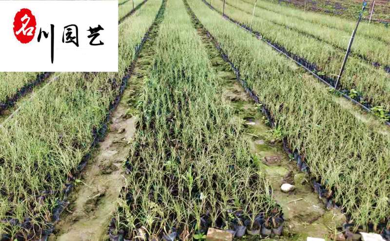 晨光芒自产自销成都晨光芒苗圃基地精品观赏草大量现货