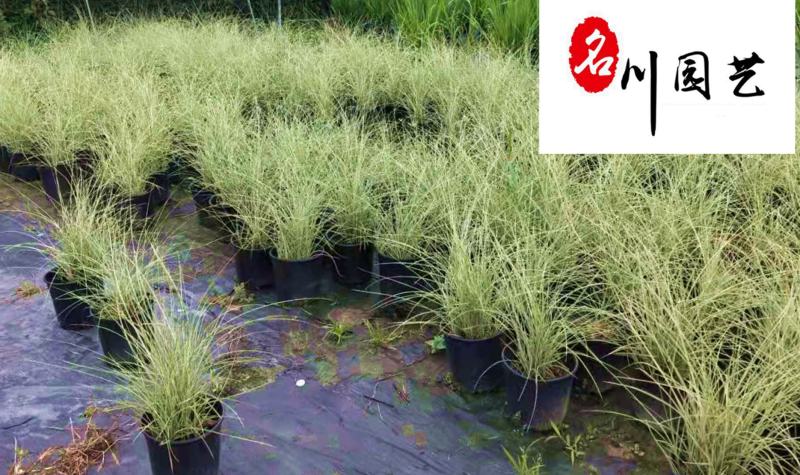 晨光芒自产自销成都晨光芒苗圃基地精品观赏草大量现货