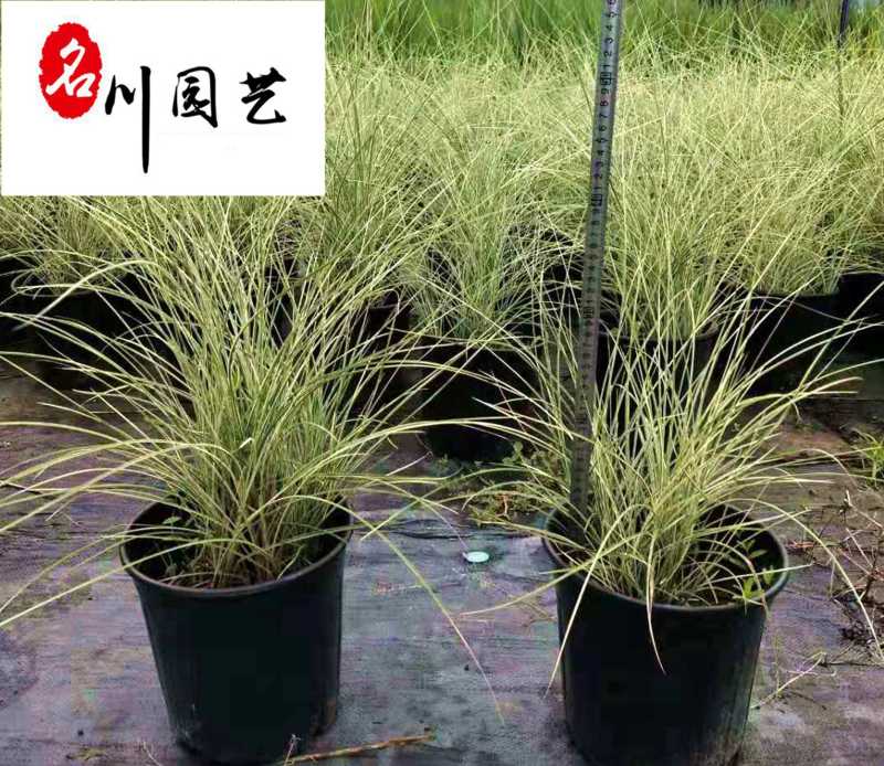 晨光芒自产自销成都晨光芒苗圃基地精品观赏草大量现货