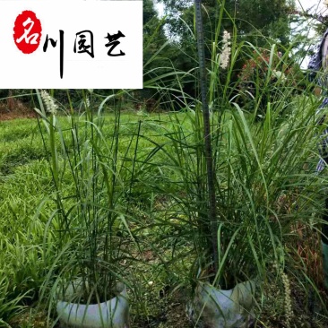 大布尼狼尾草种植基地苗圃自产自销花境地被观赏草批发