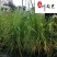 大布尼狼尾草种植基地苗圃自产自销花境地被观赏草批发