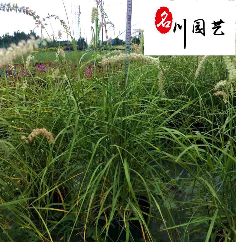 大布尼狼尾草种植基地苗圃自产自销花境地被观赏草批发